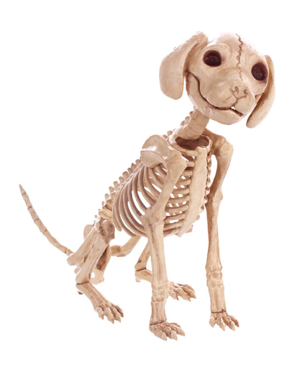 Sitzendes Hunde Skelett 30 cm als Halloween Deko