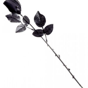 schwarze kurzstielige Rose